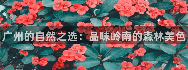 新宝gg4