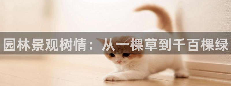 新宝gg—创造