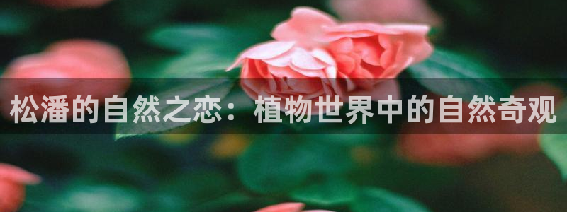 新宝GG都有哪些计划