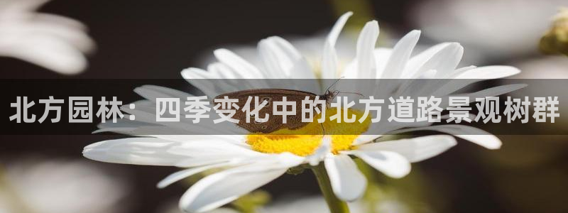 新宝GG—创造奇迹