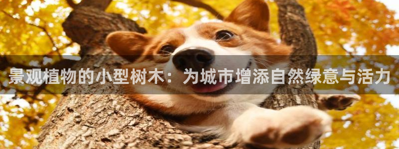 新浪新闻新宝gg