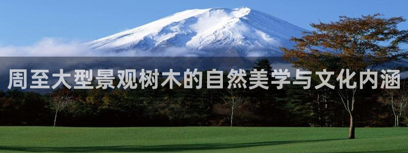 新宝gg搜740005：周至大型景观树木的自然美学与文化内涵